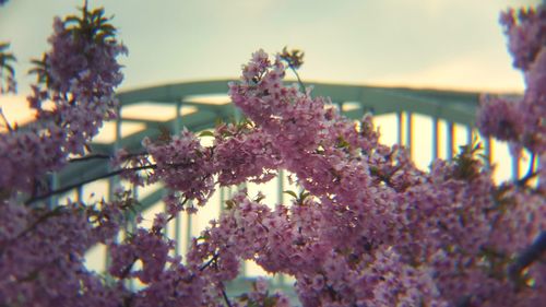 Close-up of purple flowers