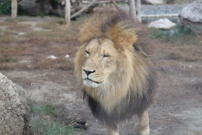 animal