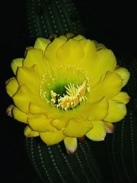 Close-up of yellow flower on black background