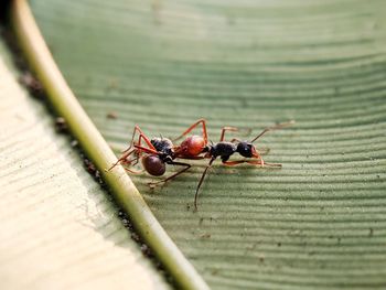 Close-up of ant on leaf