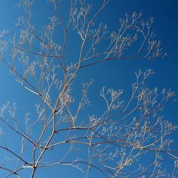 Low angle view of bare tree against clear blue sky