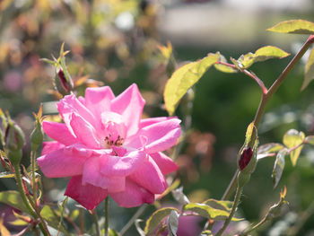 Close-up of pink flowering plant