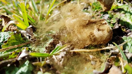 Close-up of dry plants on field