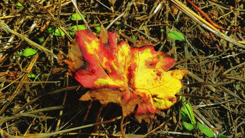 Close-up of maple leaves on field