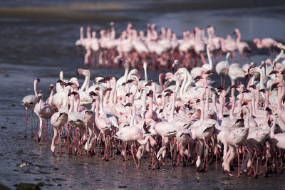 Flamingoes at beach