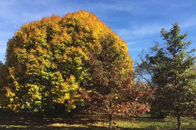 Low angle view of trees against sky