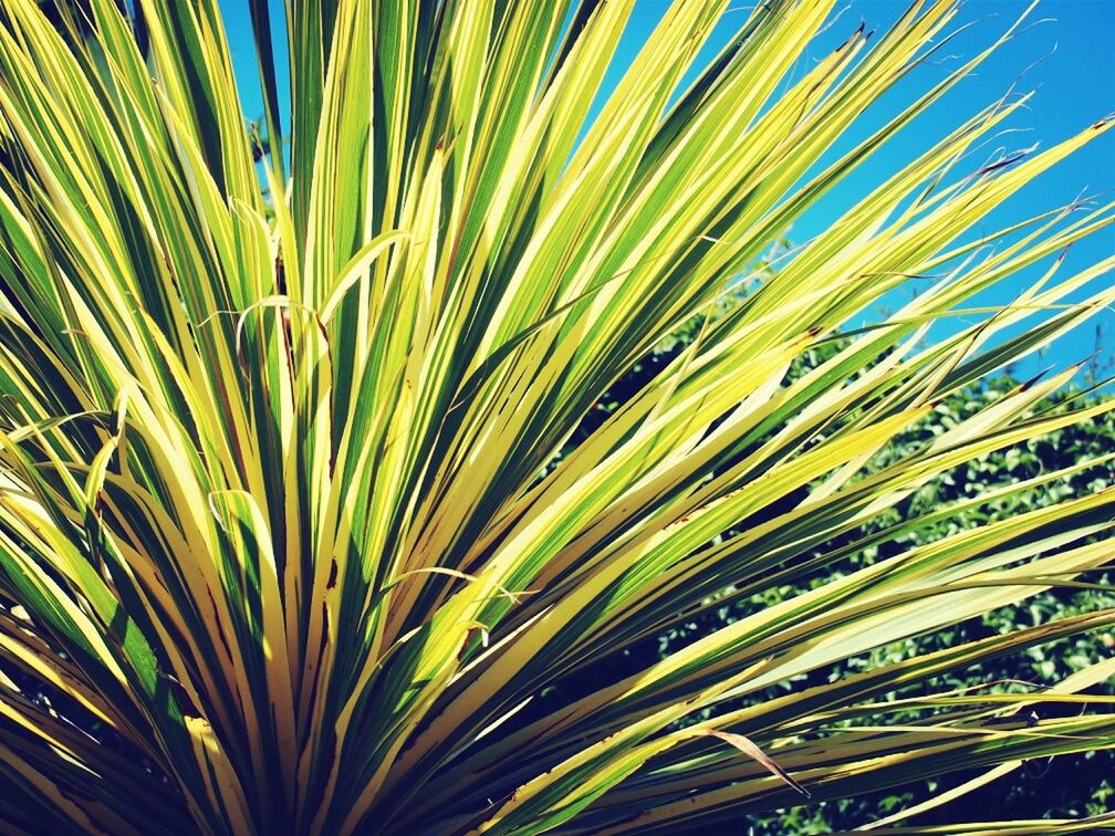 growth, palm tree, low angle view, nature, palm leaf, plant, beauty in nature, tranquility, leaf, green color, close-up, sky, day, outdoors, growing, no people, clear sky, tree, sunlight, blue