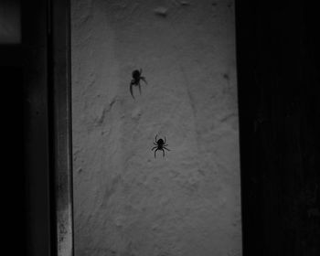 Close-up of spider on wall