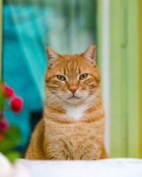 Portrait of ginger cat