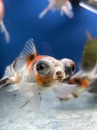 Close-up of fish swimming in aquarium. photo taken in the curitiba locals market.