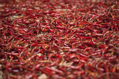 Full frame shot of red chili peppers