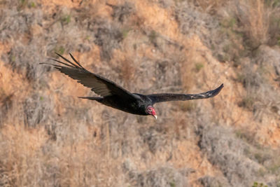 Bird flying over a land