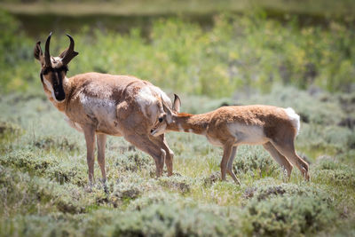 Deer standing on field