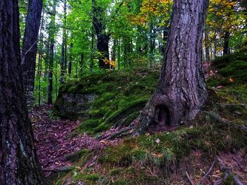 Trees growing in forest