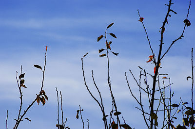 Low angle view of bird on branch against sky