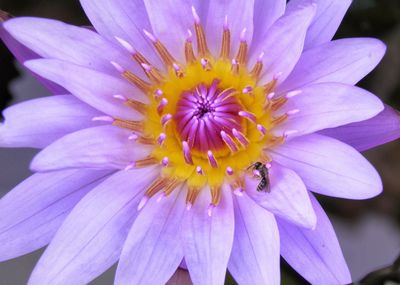 Close-up of bee on flower