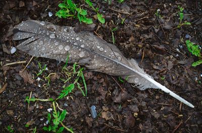 Close-up of a lizard on plant