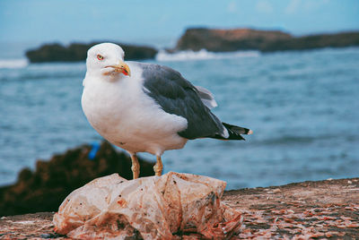 Seagull perching on rock by sea