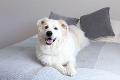 Portrait of dog sitting on bed at home