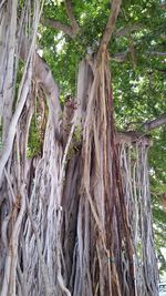 Low angle view of tree