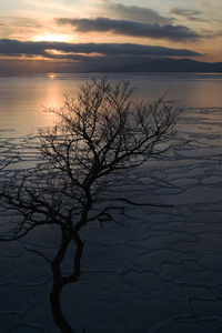 Silhouette of bare tree against sea at sunset