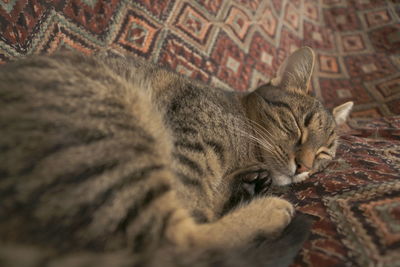 Close-up of cat sleeping