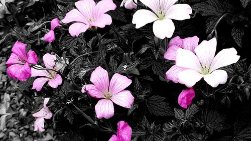 Close-up of fresh pink flowers blooming against black background