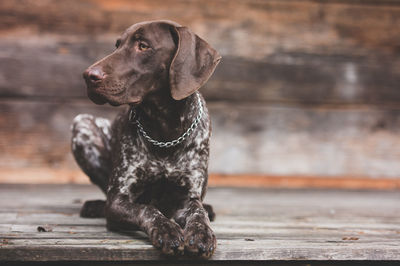 Close-up of dog sitting outdoors