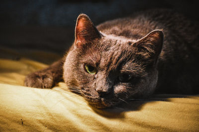 Close-up of cat relaxing on bed