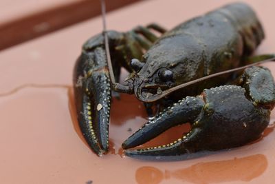 Close-up of crab in plate