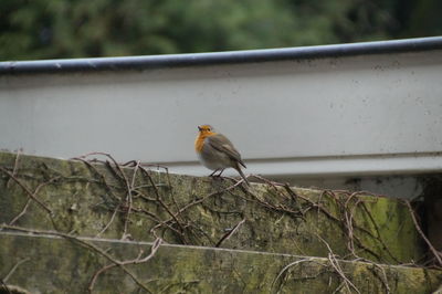 Close-up of bird perching outdoors