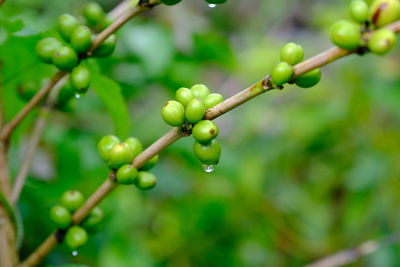 Close-up of wet plant growing outdoors