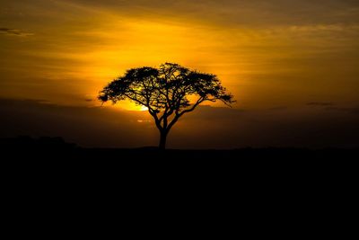 Silhouette tree against sky during sunset