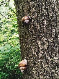 Close-up of tree trunk