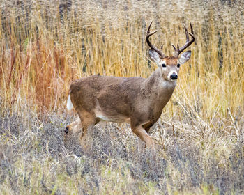 Portrait of deer on field