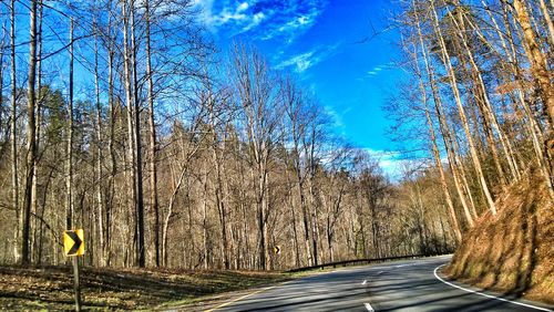 Road along trees