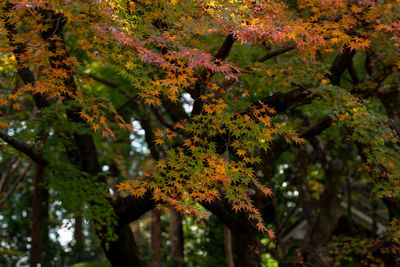 Close-up of autumnal tree