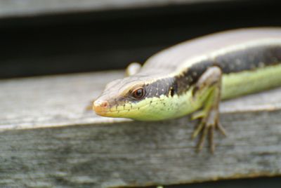 Close-up of lizard