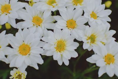 Close-up of white flowering plants