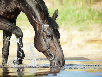 Horse drinking water in lake