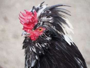 Close-up of rooster