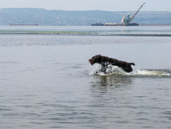 Hunting dog - drathaar frolicking in the river.