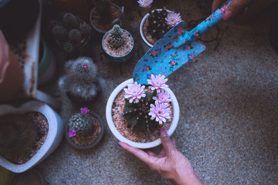 High angle view of woman holding a pot of cactus in her garden