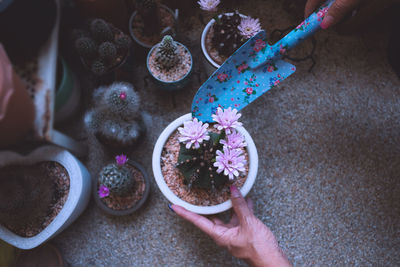 High angle view of woman holding ice cream