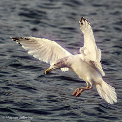 Seagull flying over sea