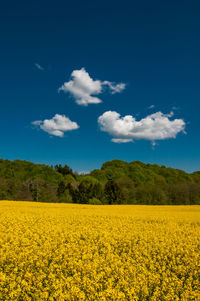 Rapeseed field and blue sky with cumulus