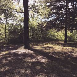 Trees in forest