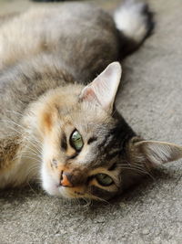 Close-up portrait of a cat