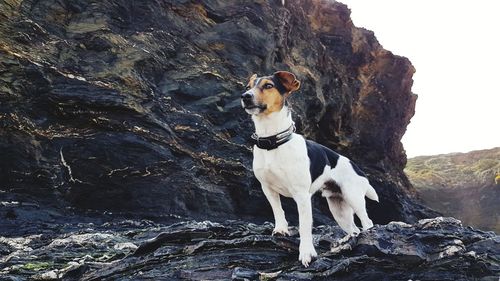 Dog standing on rock
