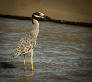 Bird perching on a sea